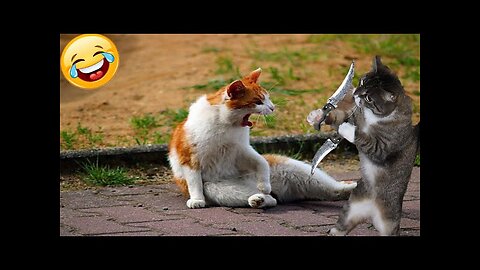 World Best Funniest🤣Cat vs animal vs Kid 🤼‍♂️ Entertainment Don't Try Laughing 🤣 2024 clips 🫡