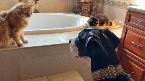 Talkative Great Dane Puppy Plays Gently With The Cats & Still Gets A Swat