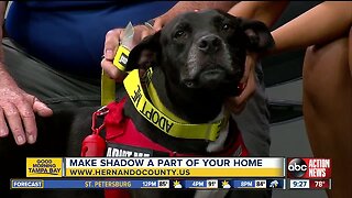 Rescues in Action July 13 | Shadow needs forever home