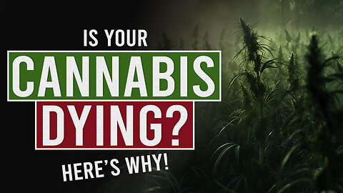 This Could Kill Your Cannabis Plants – Learn How to Stop It Now!