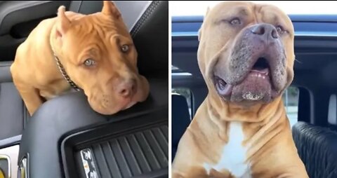 Pit Bull puppy has massive transformation in 4 years