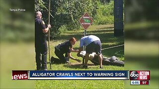 Alligator crossing: Tampa Police share picture reminding residents the importance of warning signs