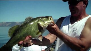 Crushing Summer Bass on Frogs