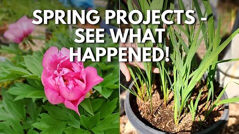 Garden Project Updates from Spring - Mums, Itoh Peonies, and Crocosmia 😮👍🏼