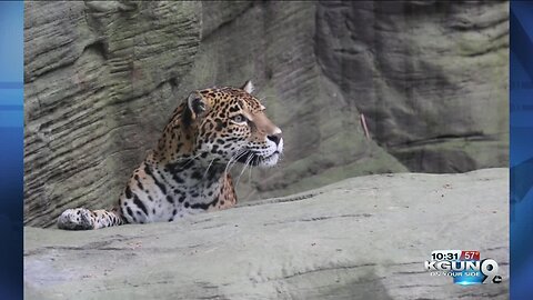 Tucson's Reid Park Zoo welcomes new jaguar