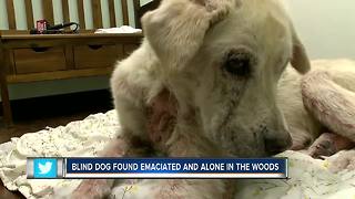 Blind, emaciated dog dumped in swampy woods, left to die