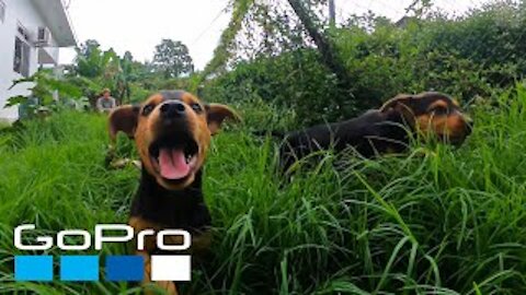 #NationalDogDay #GoPro GoPro: National Dog Day