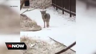 Coyote spotted near UWM dorm