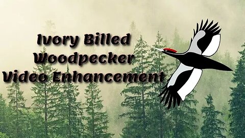 Ivory-Billed Woodpecker Video | Enhancement