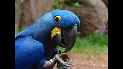 Beautiful bird in forest by Robert Arango