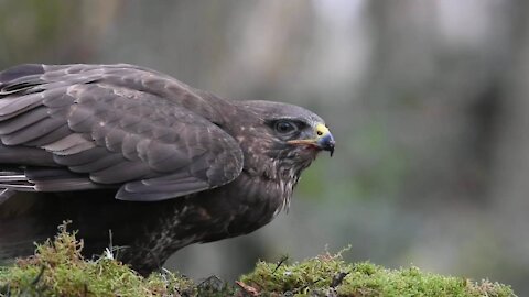 Black-Chested Buzzard Eagle