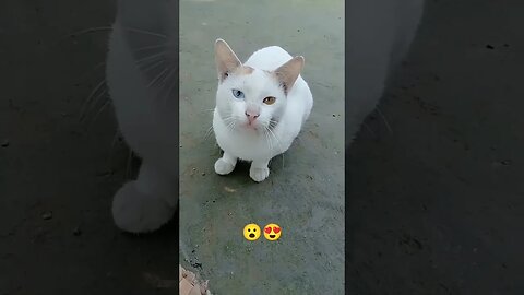 What a beautiful cat 😮😍