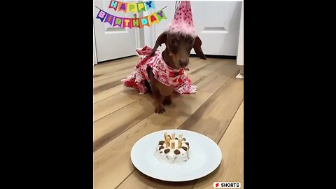 Friendly pets birthday celebration