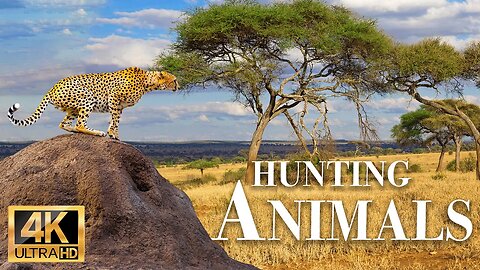 охота на животных 4k - Замечательный фильм о дикой природе с успокаивающей музыкой
