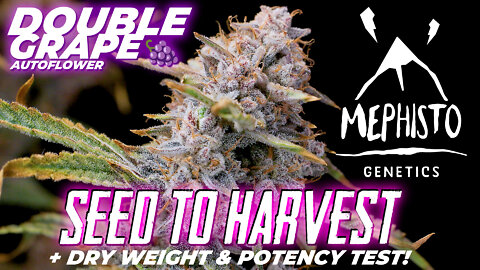 Seed To Harvest Double Grape 🍇 By Mephisto! Dry Weight & Potency Tested!