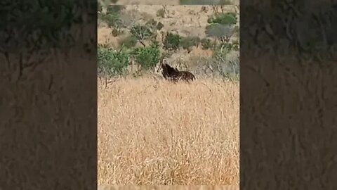 Rare sighting of a Sable Antelope / Kruger National Park