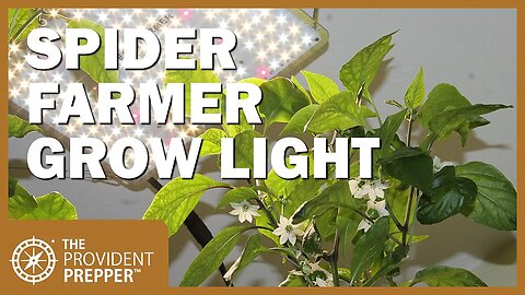 Spider Farmer SF-1000 Grow Light Review