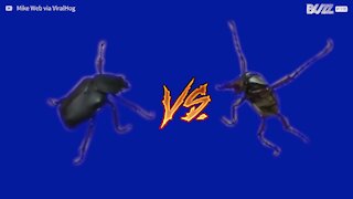 Un'intensa battaglia tra due insetti