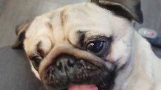 Pug Dog Gets Her Hair Blow Dried