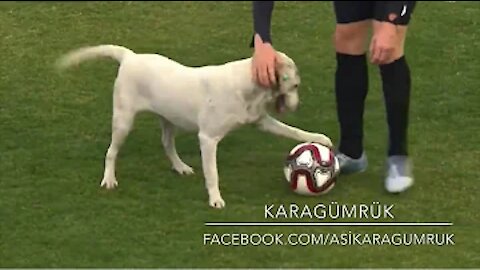 Dog Interruption in Soccer: How a Dog Brought a Football Match to a Halt