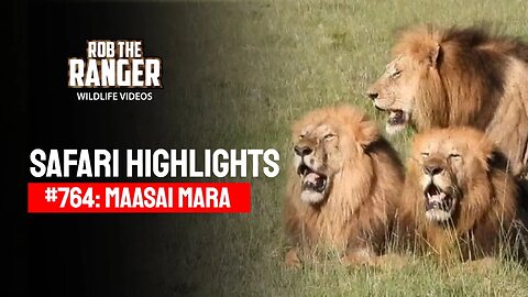 Safari Highlights #764: 14 & 15 May 2023 | Maasai Mara/Zebra Plains | Latest Wildlife Sightings