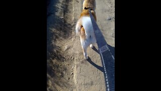 Japanese akitas mother and daughter