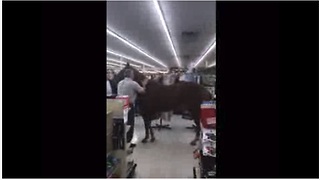 Confused Horse Casually Walks Into Hobby Lobby