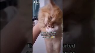 Cat SCREAMS When He Drops His Toy tiktok aelenegibbens