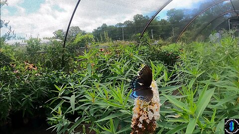 Visiting a Butterfly house at Burnett's Country Gardens!