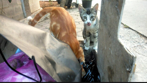 A family of suffering cats is looking for food in the trash