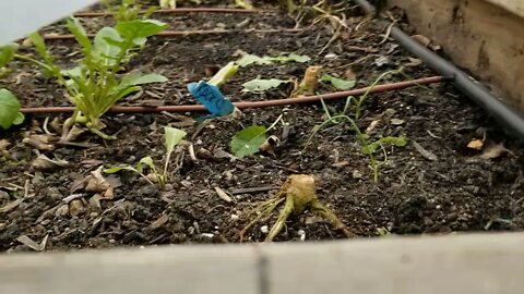 Quick Look at the Garden after our 1st Snow Melted - Follow Along to See What Recovers