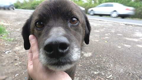 Dogs rescued before a rainstorm have the most incredible lives.