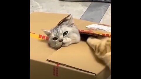 Funny Cat Stuck In Box