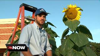 Giant sunflowers towering over Historic Downtown Greendale