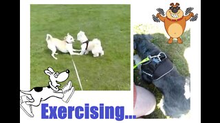 Exercising Happy Doggies...