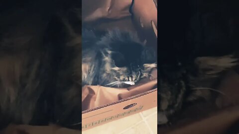 Cat found in BANANA box