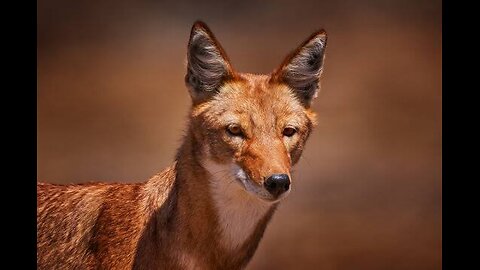 "Surviving the elements: The Ethiopian wolf's story"