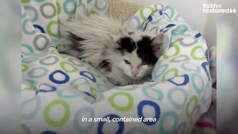 Giving A Hissing Feral Kitten A Bath And This Happens... | The Dodo Faith = Restored