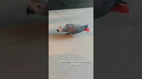 Parrot flies toward carer