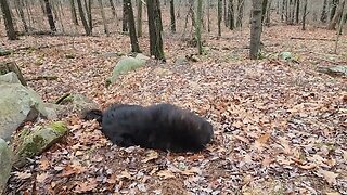 Ancient Guardians Farm Tibetan Mastiff Amadeus