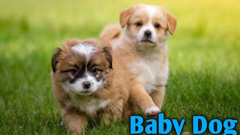 Baby Dogs 🔴 Cute and Funny Dog Videos Funny Puppy Videos