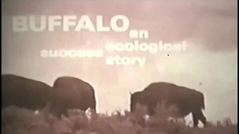 American Buffalo - History and Struggle for Survival