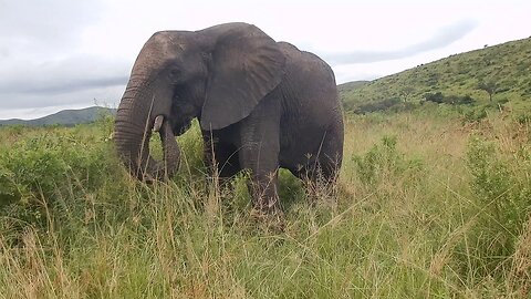 African Elephant (Loxodonta africana) - Video 4/4