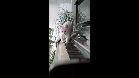 A cute cats waiting for you to watch it video