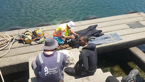 SOUTH AFRICA - Cape Town - Poachers turned commercial divers clean Hout Bay harbour (Video) (H9r)