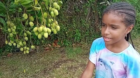 How to pick the sweetest Mango's - deciding how to pick a sweet mango
