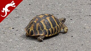 Turtle on the Road - Testudo hermanni