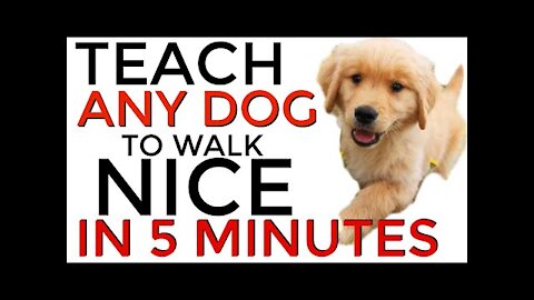 Teach ANY dog to walk nice on the leash | 5 MINUTE DOG TRAINING RESULTS!😱😱