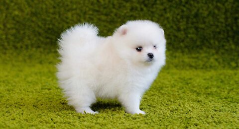 Cute Pomeranian Puppy | Funny Animals | Funny Dogs