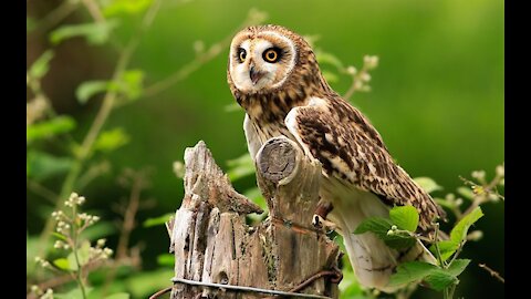 CURIOSITIES ABOUT THE OWL